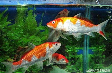 風水魚數量|養風水魚數量攻略：命格五行對應養魚條數 